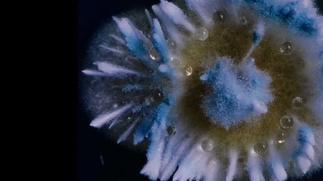 Dulkės, kaulai ir stebuklai