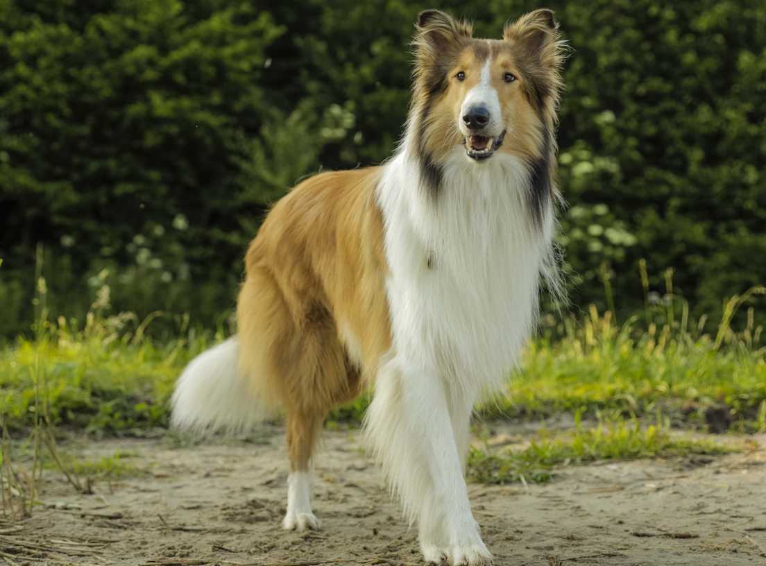 LESĖ GRĮŽTA (Lassie)