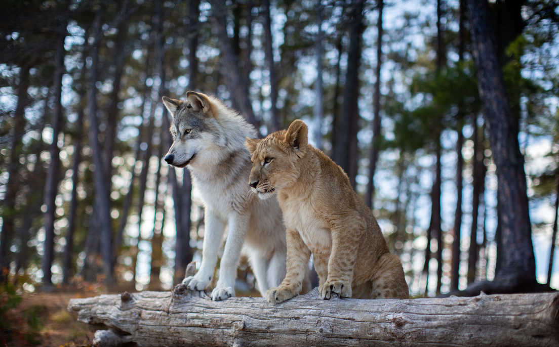 Vilkas ir liūtas (The Wolf and The Lion)