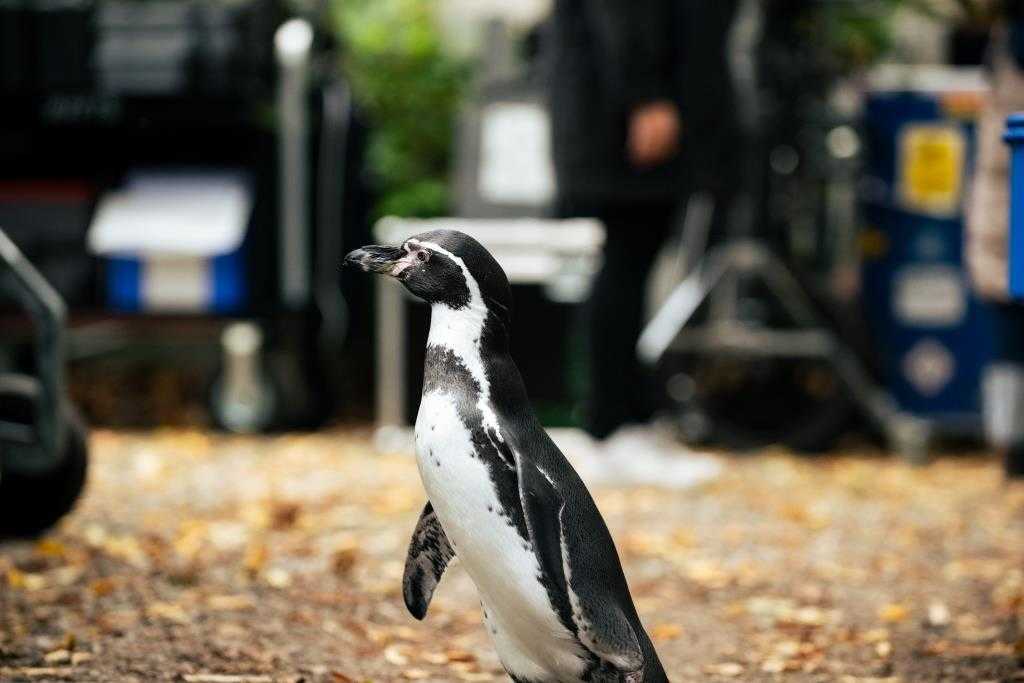 Chaoso seserys ir pingvinas Polas (The Chaos Sisters feat. Penguin Paul)