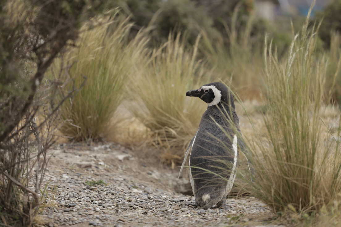 Mano draugas pingvinas (My Penguin Friend)